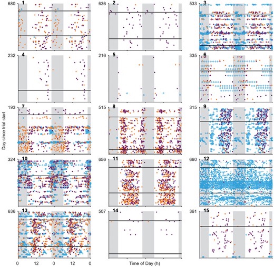 Raster plots of interictal spikes and seizures over time, from the 2016 Brain paper